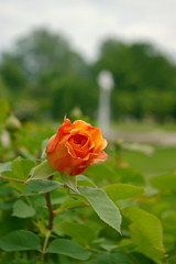 Orange & pink Rose