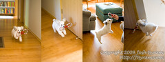 20091003hoverpoodleThe amazing hoverpoodle is only 3 easy payments of $99.95..