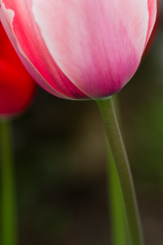 tulips-3870.jpg