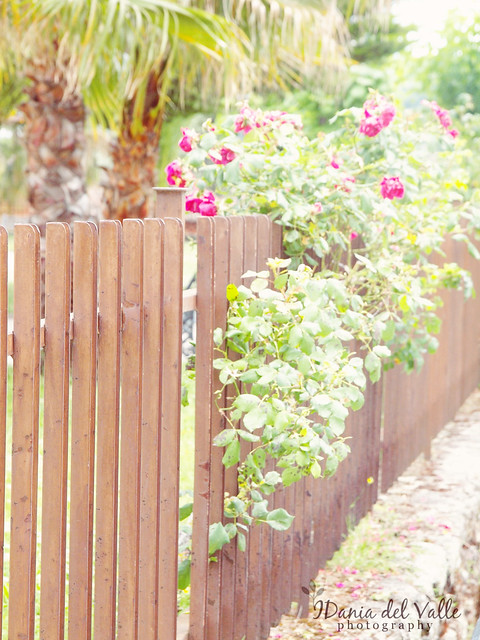 Bloomed Fence
