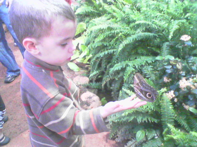 Michael and his Blue Morpho