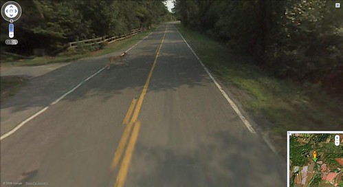Un auto de Google atropelló a un ciervo para Street View