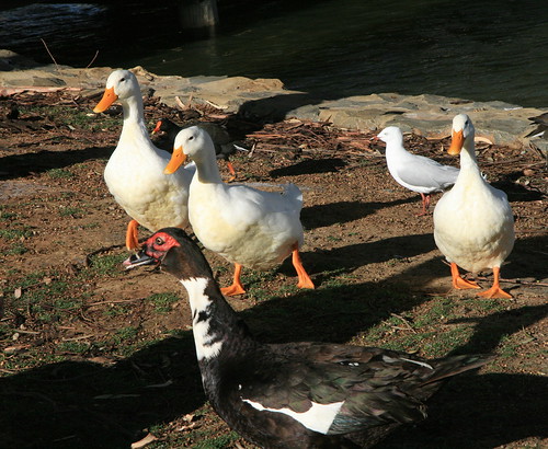 Ducks at Oakden