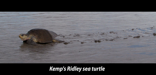 Kemp's ridley sea turtle