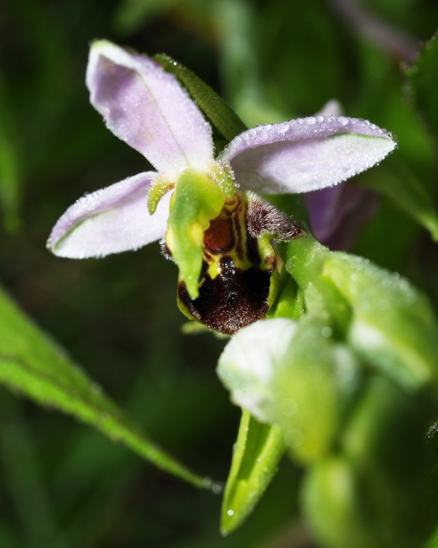 Ophrys apifera (48°11' N 16°29' E)