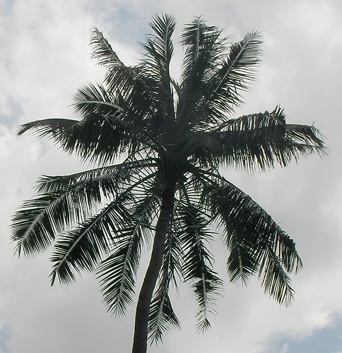 屏教大椰子樹-3.JPG