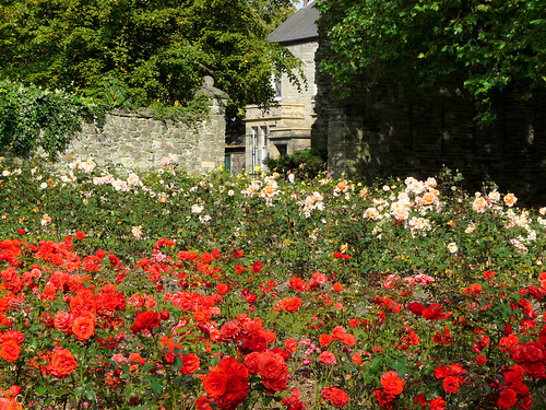 Rose Garden,Abbey Park,Leicester