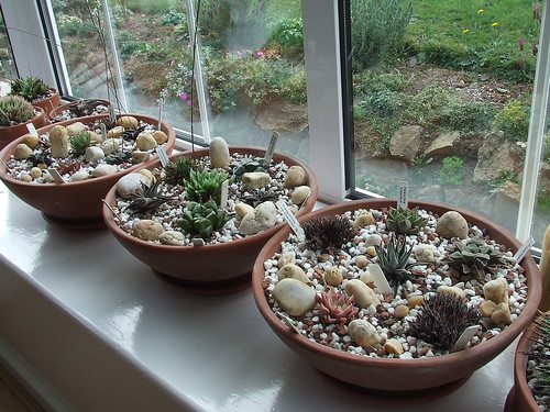 Windowsill Collection by Superdad39