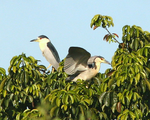 Black-crowned Night-Herons 20091023
