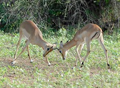 Young Impala Bucks Sparring, Chobe National Park Botswana
