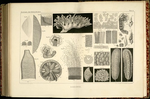 Anatomie des Echinodermes d