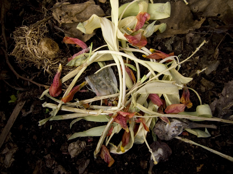 winter compost with tulips
