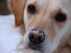 Snow nose puppy