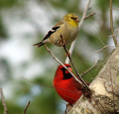 Goldfinch and Cardinal