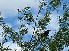 Parc de la Rivière-des-Mille-Îles, Red winged blackbird