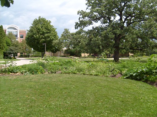 Carleton Summer Garden