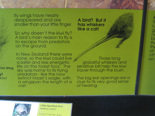 NZ Kiwi Info (no, it's a bird not just a fruit!)