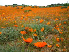 A typical spring Namaqualand scene