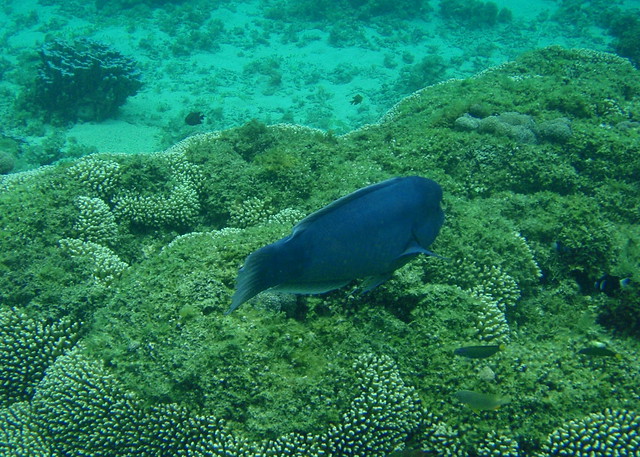 Lord Howe Island snorkeling - Double headed wrasse clown fish and others