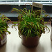 Drosera capensis & Dionaea muscipula