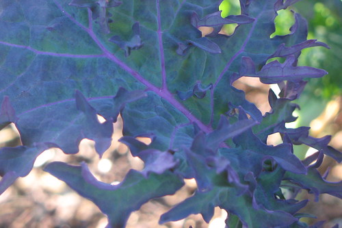 winter garden - red russian kale