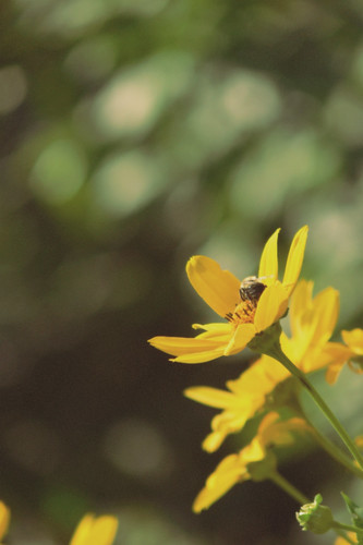 Bee on a Daisy