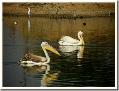 Great White Pelicans (by Jayesh Bheda)