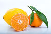 lemon grapefruit orange