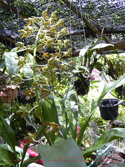 Grammatophyllum Scriptum ([E] --) Tags: plant orchid flower garden grammatophyllumscriptum     grammartophyllum 