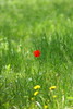 草むらの中でひと際赤く映えるチューリップ。