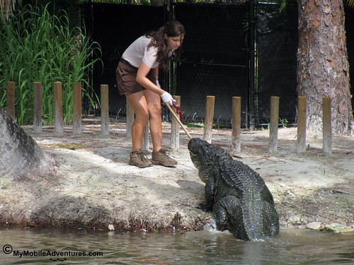 IMG_2099-Naples-Florida-zoo-gator-feeding-time