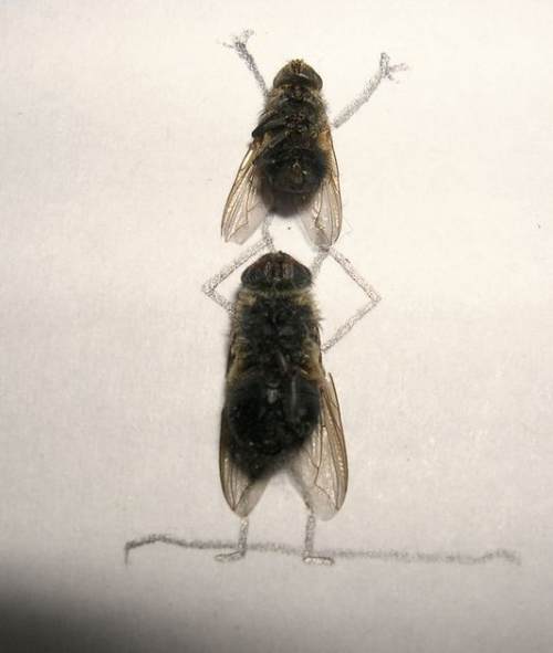 dead-flies-art-10