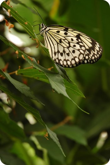 Butterfly exhibit at Carleton University