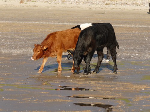11578 - Cows on Rhossili Beach