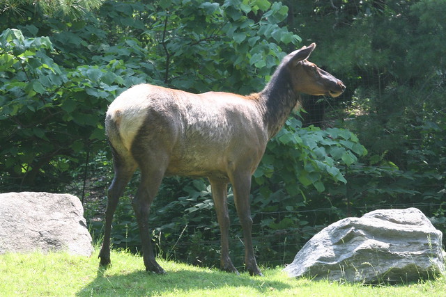 Roosevelt Elk (Female)