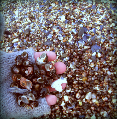 shells at beach
