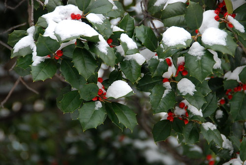  holly in snow