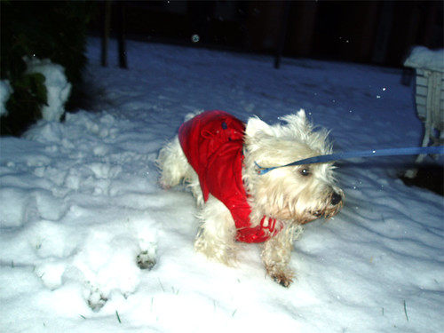 El perrón disfruta de la nieve