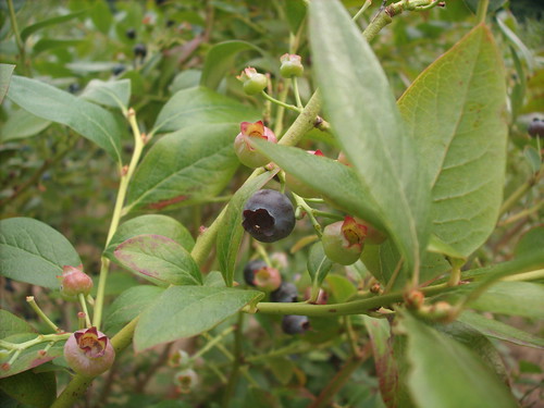 Beautiful Blueberry Bush
