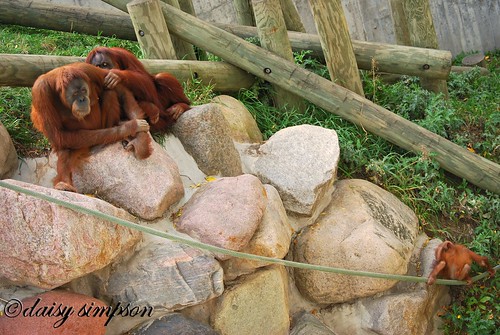 orangutan family