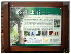 台灣油杉