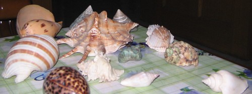 #5 - A Killer Shell Collection