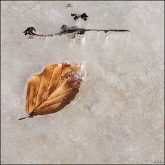 Blatt im Eis / Leaf in Ice