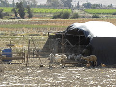 Bedouin Animals