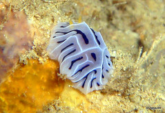 Nudibranch - Okinawa, Japan