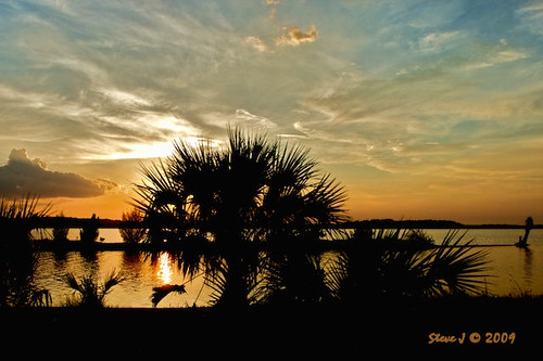 Saw Palmetto Sunset by Stevej46