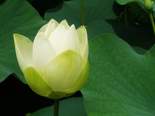 Lotus Blossoms @ Anapji Pond