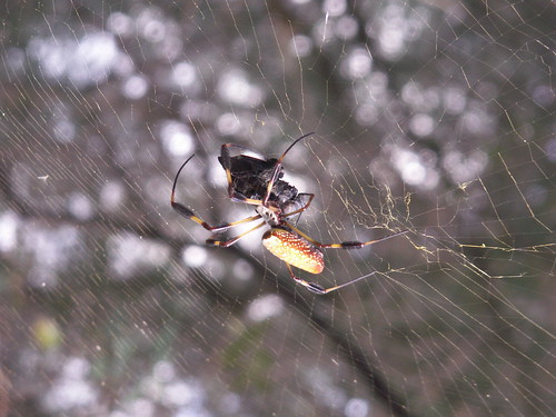 Female Golden Silk Spider With Prey 1