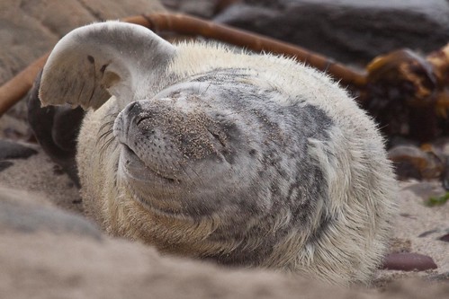 Grey seals