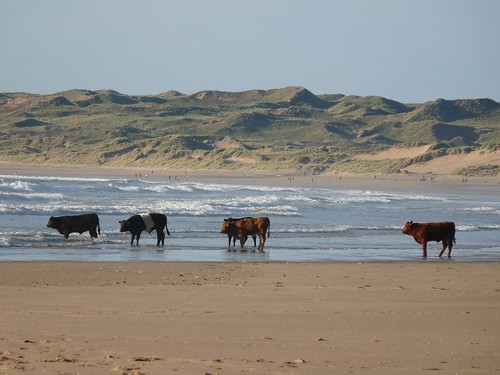 11575 - Cows on Rhossili Beach